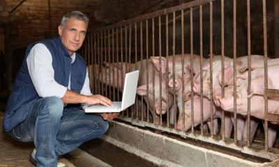 Farmer using his laptop down by his pig pen