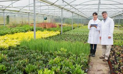 A diverse plant nursery inside a greenhouse