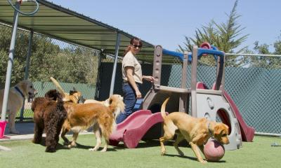dog kennel rates